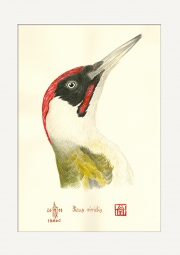 CLUBUL ILUSTRATORILOR