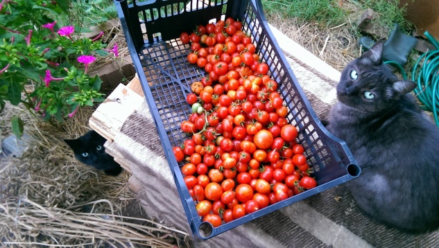 Alternative la cultură și agricultură