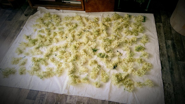 Alternative la cultură și agricultură