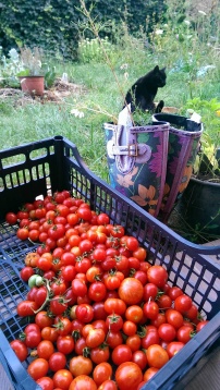 Alternative la cultură și agricultură