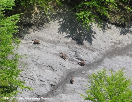 Kogayon: România ca un parc