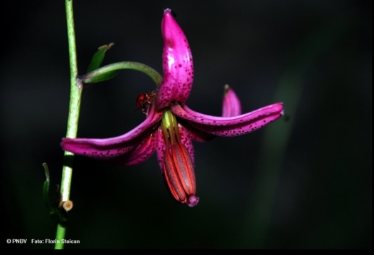 Kogayon: România ca un parc