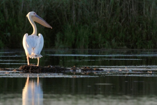 PATZAIKIN ARHITECTURE BY SPACE SYNTAX