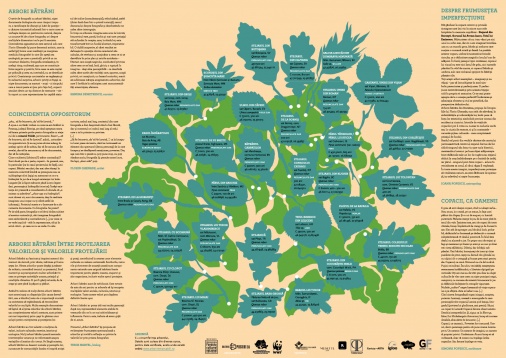 Galeria Posibilă prezintă: Arbori Bătrâni - Florin Ghenade