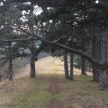 Scrisori de la Brașov // Ami Lungu: Portretul micului Zurich