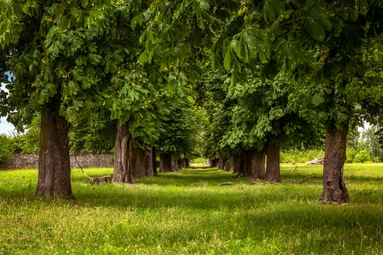 Karpatia Horse Show 2016