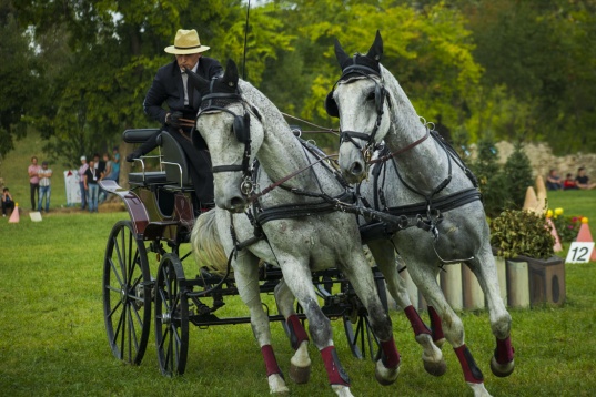 Opt mii de spectatori la Karpatia Horse Show 2016:  