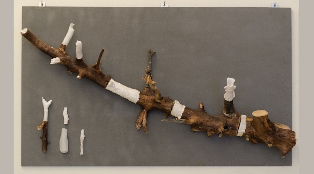 Ștefan Szabo // Rădăcini 