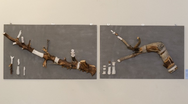 Ștefan Szabo // Rădăcini 