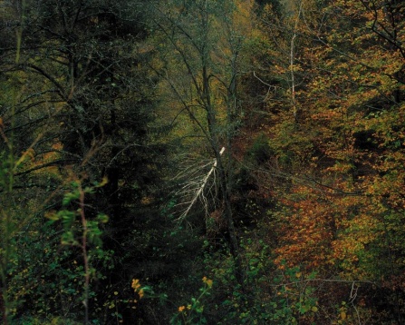 Lansare Borrowed Territories - Lucian Bran