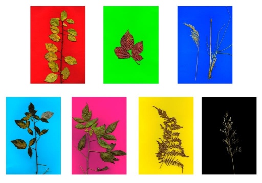 Lansare Borrowed Territories - Lucian Bran