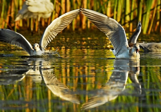 O viziune pentru dezvoltarea parcului natural Văcărești 