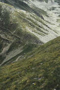 Andrei Nedelcu // Peren