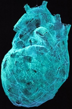 Denis Simion // Anima