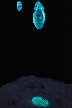 Denis Simion // Anima