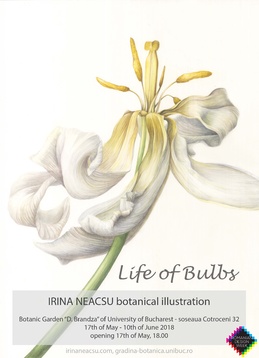 IRINA NEACȘU // BOTANICAL ILLUSTRATION MASTERCLASS 