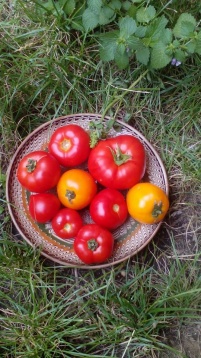 EARTH FOOD // CSIKI SOR FERMENTATĂ 100 DE ZILE 