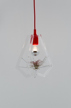 ALICE PRUSU // BLUME - DEZVOLTAREA EXPERIENȚELOR SENZORIALE ÎN LUMINA AMBIENTALĂ