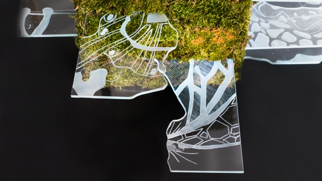 ANA MARIA MAIORU // LECȚIA DESPRE CUB