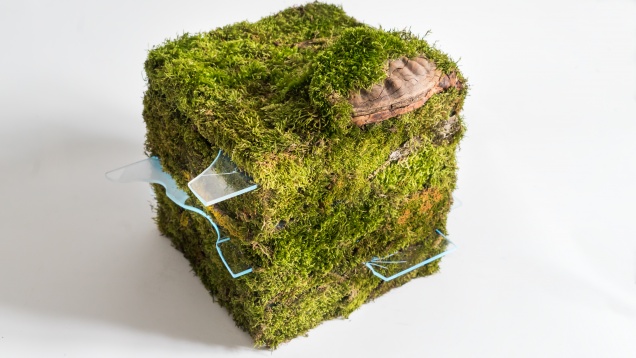 ANA MARIA MAIORU // LECȚIA DESPRE CUB