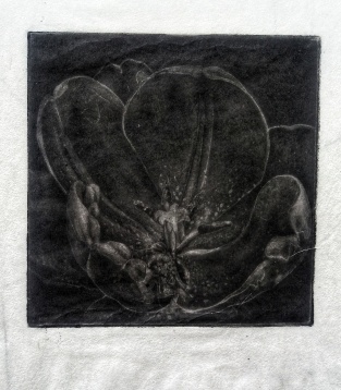 ANDREEA-MARINA TOFOLEANU // MIMOSAPSEUDOPUDICA / FLORILEGIUM