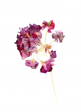 MARIA BĂȘEA // UNIVERSUL BOTANIC