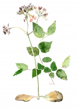 MARIA BĂȘEA // UNIVERSUL BOTANIC