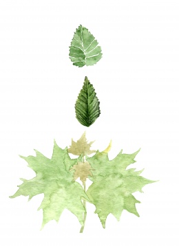 MARIA BĂȘEA // UNIVERSUL BOTANIC