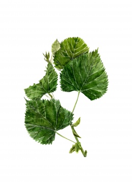 MARIA BĂȘEA // UNIVERSUL BOTANIC