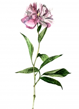 MARIA BĂȘEA // UNIVERSUL BOTANIC