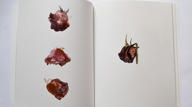 MARIA BĂȘEA // UNIVERSUL BOTANIC