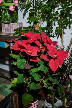 La pas prin cartier: Eva’s Flowers, locul unde este mereu primăvară