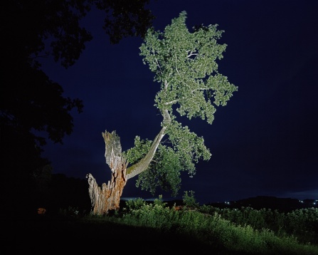 O nouă serie de conferințe din culisele expoziției Arbori Bătrâni