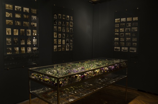 Next Steps after DIPLOMA @Doina Domenica Cojocaru Thanasiadis