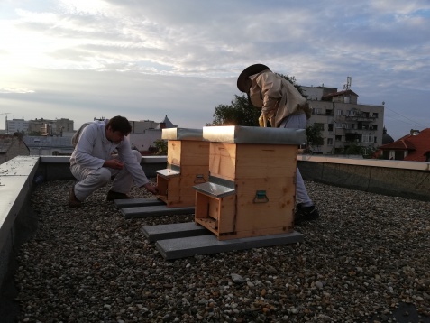 Comunități la dospit: Grupul de inițiativă Cișmigiu