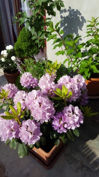 Un balcon în tranziție