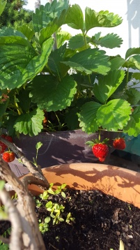 Un balcon în tranziție