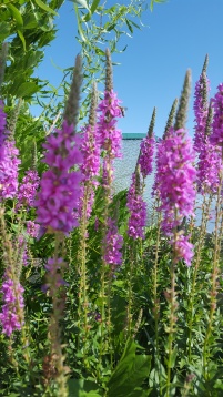 Un balcon în tranziție