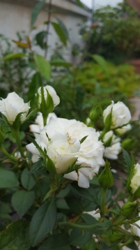 Un balcon în tranziție