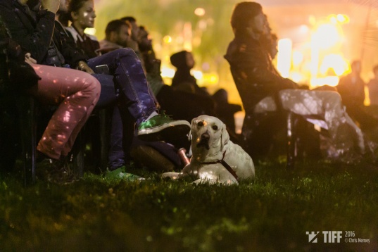 Weekend-uri la Bonțida și Vlaha: Faust, Surorile Osoianu, Vița de Vie și filme-manifest