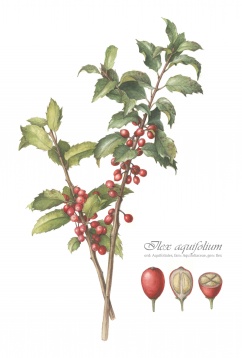 Recomandări pentru Crăciun: AlbAlb