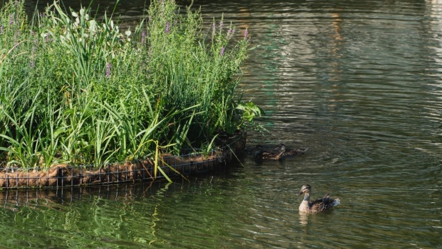 Râul Dâmbovița devine un barometru viu al orașului: date în timp real despre apă, aer și biodiversitate