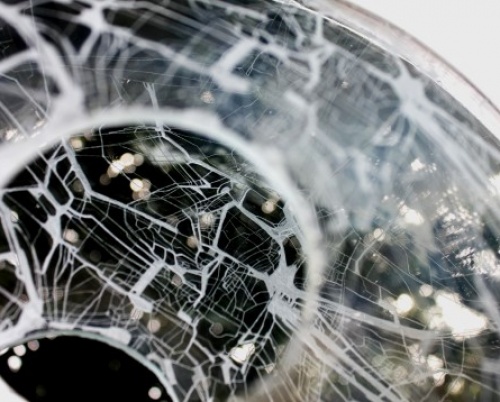 Alina Dobrică // Linia în contexte culturale