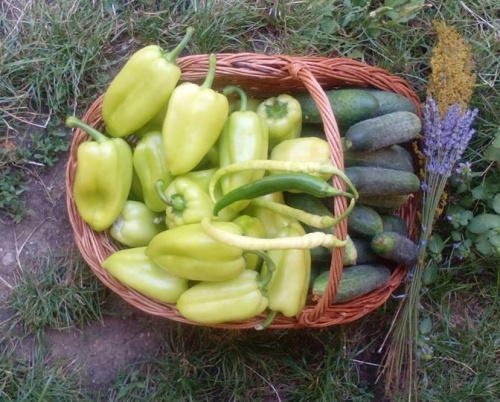 Pe harta Cartierului Creativ // Băcănia Earth Food