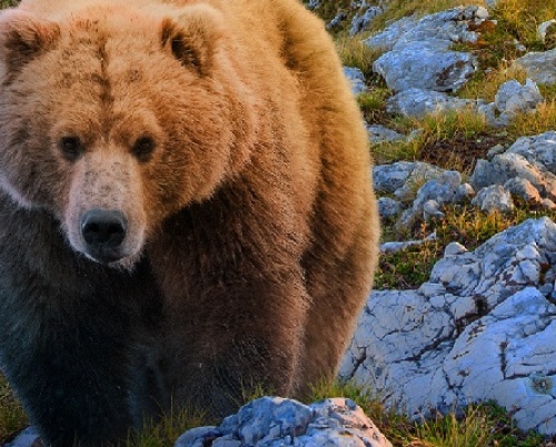  România neîmblânzită - Unele lucruri trebuie păstrate așa cum sunt