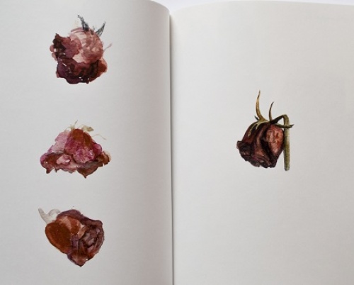 MARIA BĂȘEA // UNIVERSUL BOTANIC