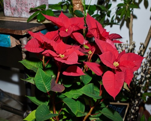 La pas prin cartier: Eva’s Flowers, locul unde este mereu primăvară