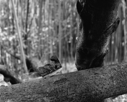 PREMIERĂ | România, la celebrul Paris Photo 2019, cu artista Olivia Mihălțianu și Galeria Anca Poterașu 