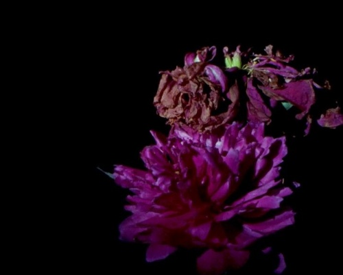 Începe cea de-a 11-a ediție BIEFF!